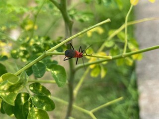 Close-Up Photography of a Red and Black Insect on a Green Plant Branch in a Garden Setting