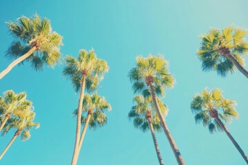 Obraz premium Palm trees with blue sky, beautiful tropical background. 