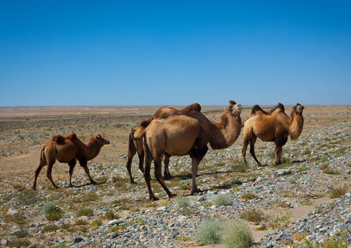 Bactrian Camel, Yecheng, Xinjiang Uyghur Autonomous Region, China