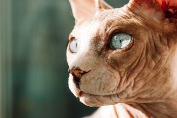 Beautiful gray bald Canadian Sphynx with blue eyes. A sphinx cat is looking into a distance....