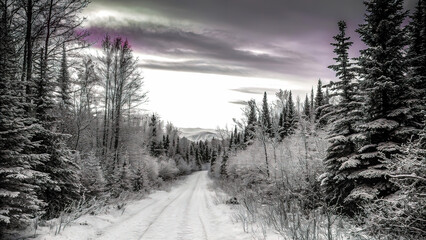 Obraz premium snowy forest, glowing pearlescent clouds, path with trees at sunset,