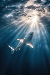 Fototapeta premium Majestic Shark Swimming Gracefully Beneath the Ocean Surface with Sunlight Streaming Through Clear Water Creating a Captivating Underwater Scene