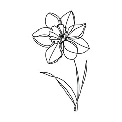  One continuous line illustration of a daffodil flower, isolated on white background.