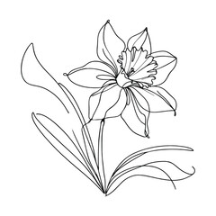  One continuous line illustration of a daffodil flower, isolated on white background.