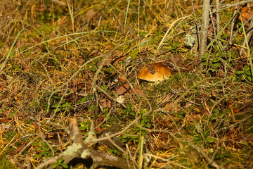 mushroom grows in the forest in autumn