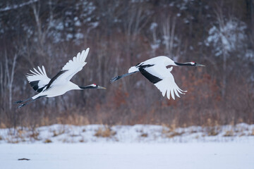 The red-crowned cranes (Grus japonensis)