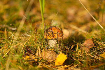 mushroom grows in the forest in autumn