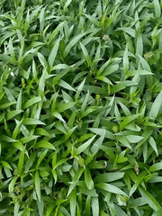 close up of green beans