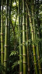 Fototapeta premium A detailed bamboo plant background, fresh and eco-friendly.