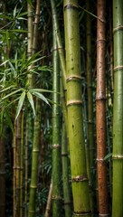 Obraz premium A detailed bamboo plant background, fresh and eco-friendly.