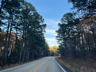 Fototapeta premium driving through the forest