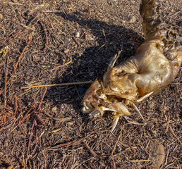 The Rotting body of a dead Catfish on a lakeshore.