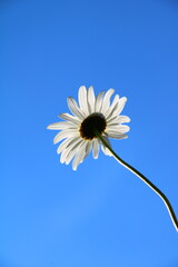 Ox-eye daisy, marguerite (Leucanthemum vulgare) blooming and buds, stretching in front of a blue sky in springtime