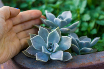 Echeveria succulent is growing in flower pot in a botanical garden. Graptopetalum paraguayense o...