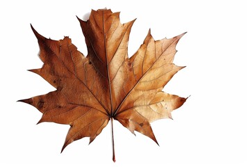 Fototapeta premium Isolated dried maple leaf, autumnal, brown, intricate venation