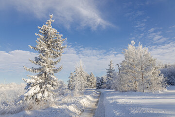 Winter Walk at Gabriel Dumont Park in Saskatoon