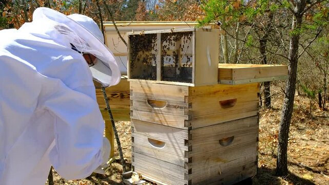 Slow motion of beekeeper in protective wear working around new beehive after transferring new family of hone bees and queen into hive
