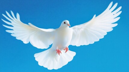 Obraz premium white dove in flight against a blue sky.