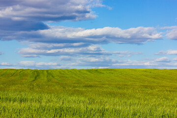 Green meadow with blue sky and clouds outdoors in sunny spring summer day. Farmland landscape in springtime season. Growing corn plants on a field. Composition of nature. Calm scene. Agriculture theme