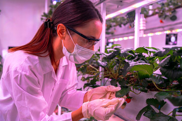 A scientist inspects plants on multi level indoor shelves under pink grow lights, focusing on...