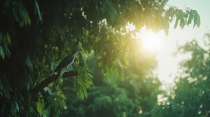 Bird perched on branch, sunlit leaves.