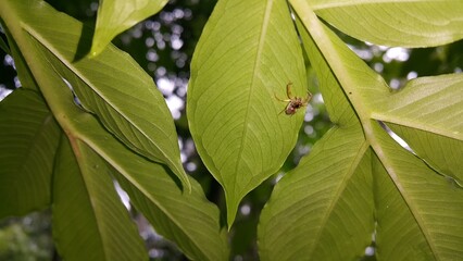 Photo of a jumping spider (Tutelina elegans) on a plant leaf. Tutelina elegans is a species of jumping spider. It is found in the eastern United States and Canada. Photo shot on the mountain.