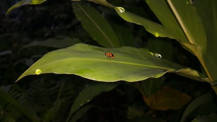 Photo of DENDROBIUM BEETLE on a plant leaf. Photo shot of the mountain. ORCHID BEETLES, DENDROBIUM BEETLE, STETHOPACHYS FORMOSA.