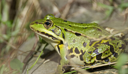 water frog in the meadow, pretty water frog with a cute look, water frog in the sunshine, green frog between blades of grass