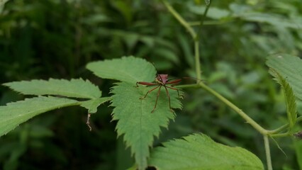 Image of Groundnut Bug, Acanthocoris sordidus (Coreidae) on green leaves. Insect. Animal. Photo shot on the mountain.