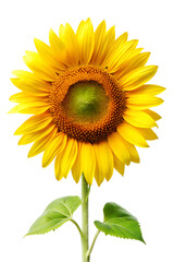 Obraz premium sunflower with leaves isolated on white background