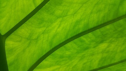 Very fresh taro leaf texture background. Photo shot in a tropical forest. Colocasia Esculenta,...