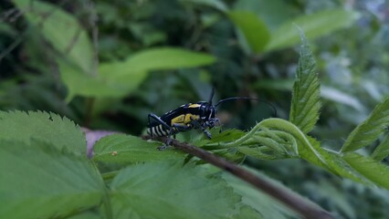 Beautiful longhorn beetle, Glenea elegans. Shot in a tropical forest. Colobothea picta, Glenea chalybaea, Glenea picta, Saperda chalybaea, Sphenura elegans, Stenocorus pictus, Saperda elegans.