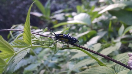 Beautiful longhorn beetle, Glenea elegans. Shot in a tropical forest. Colobothea picta, Glenea chalybaea, Glenea picta, Saperda chalybaea, Sphenura elegans, Stenocorus pictus, Saperda elegans.
