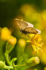 Mariposa sobre fondo amarillo (Lycaenidae)