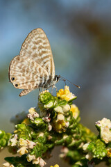 Mariposa del género Lycaenidae