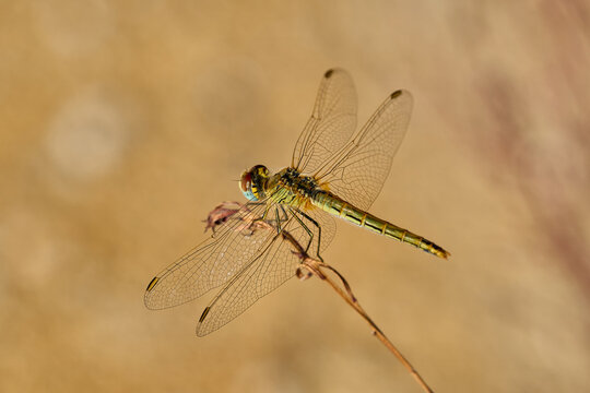 Libélula verde en verano