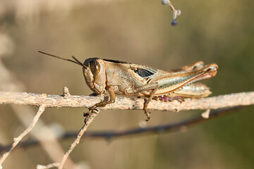 Pequeño saltamontes (Orthoptera)