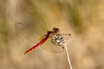 Libélula roja en verano
