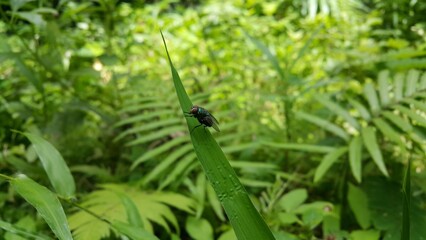 Insect type fly (Exotic Fly Diptera) resting on a plant leaf. Photo shoot in a tropical rainforest.