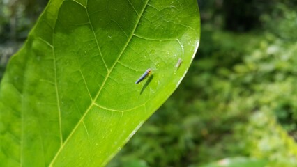 Photo of Leafhopper ( Cicadella viridis ) perched on a plant leaf. Photo shot on the mountain.