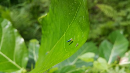 Photo of Leafhopper ( Cicadella viridis ) perched on a plant leaf. Photo shot on the mountain.