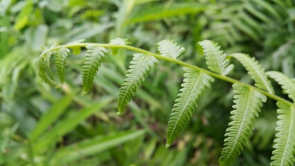 Common bracken leaves (Pteridium aquilinum) background. Photo shot in a tropical rainforest.