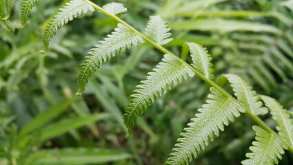 Common bracken leaves (Pteridium aquilinum) background. Photo shot in a tropical rainforest.