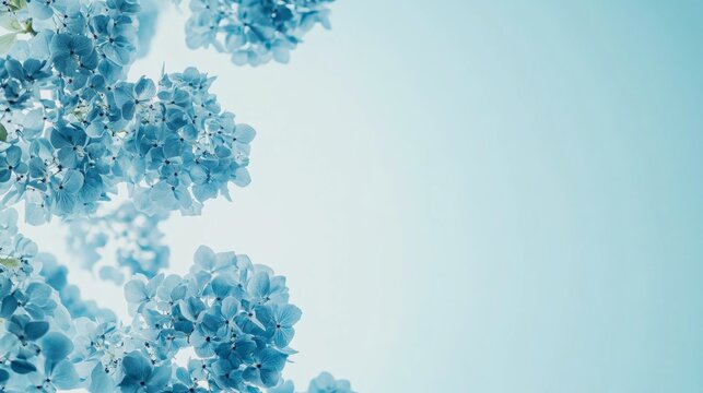 A delicate cascade of blue hydrangea blossoms against a pale sky blue backdrop, natural close-up shot, Minimalist style