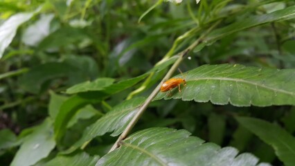 Photo of a pumpkin beetle (Aulacophora foveicollis) perched on a fern leaf. Shot in a tropical rainforest.
