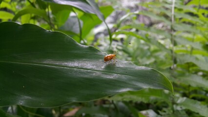 Photo of a pumpkin beetle (Aulacophora foveicollis) perched on a fern leaf. Photo shot on the mountain.