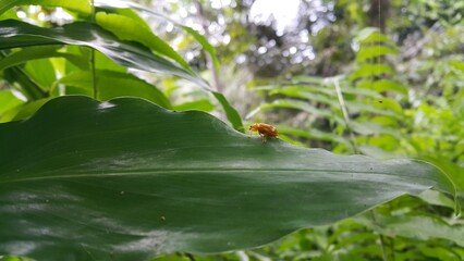 Photo of a pumpkin beetle (Aulacophora foveicollis) perched on a fern leaf. Photo shot on the mountain.