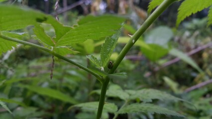 Photo of the Green Rounded Planthopper perched on a plant stem. This odd little planthopper is known from Sumatra, and Java (west&central). Photo shot in a trpical rainforest.