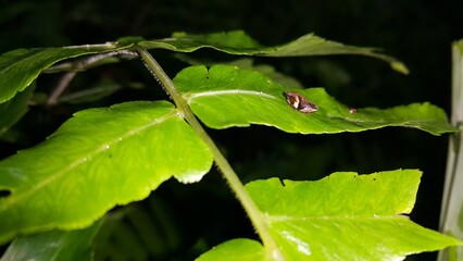Froghopper Philaenus spumarius on a leaf. Photo taken on the mountain.