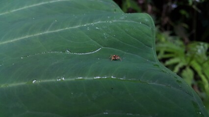 Jumping spiders perch on plant leaves. Photo of spider with gold pattern on body. Photo shot on the mountain.
